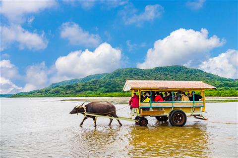 のんびり水牛車で海を渡り由布島へ（水牛車一例）